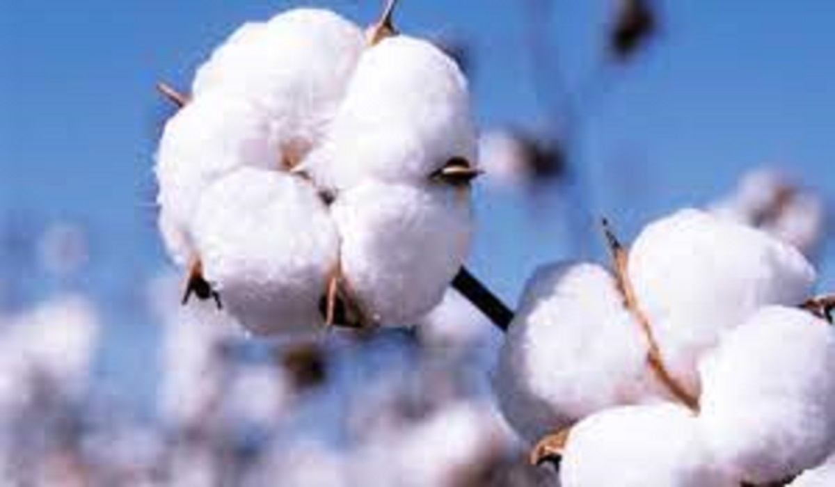 World Cotton Day 2023: Exploring the Theme, Historical Background, Significance, Commemorations, Well-Wishes, Noteworthy Quotes, and the Advantages and Disadvantages of Cotton Fabric